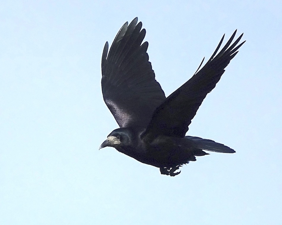 rook